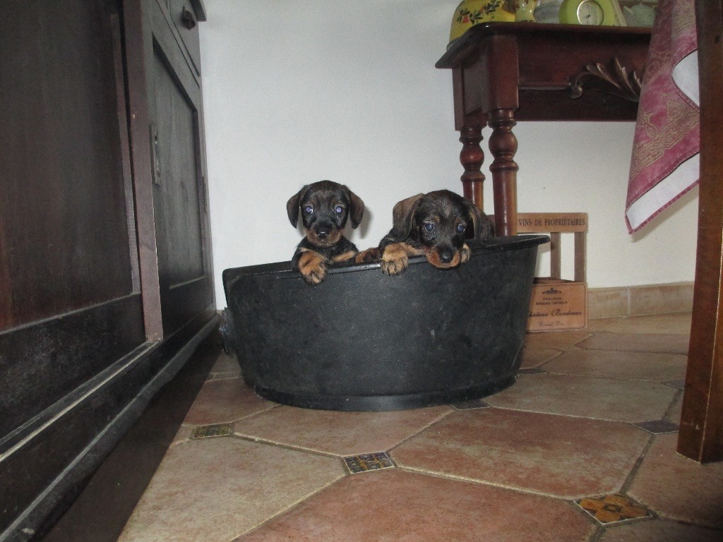 chiot Teckel poil dur Du mée renaudon